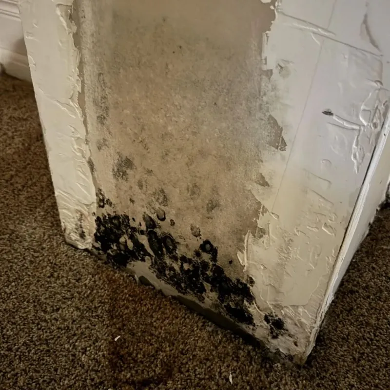 Professional Mold Removal in Holley, NY